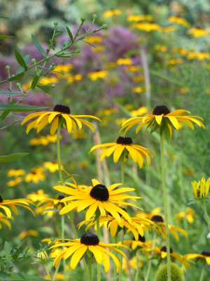 2020-09-04 Gartenimpressionen 1.jpg