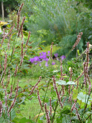 2020-09-04 Gartenimpressionen 4.jpg