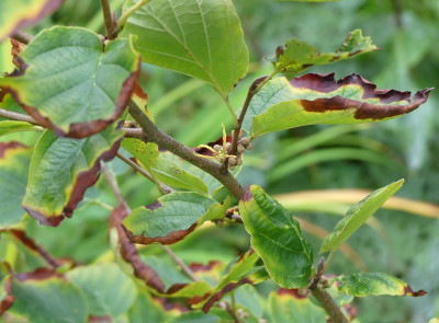 2020-09-04 Hamamelis virginiana 'Mohonk Red'.jpg