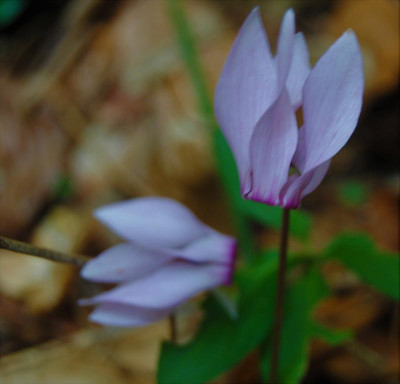 DSC_1310.JPG