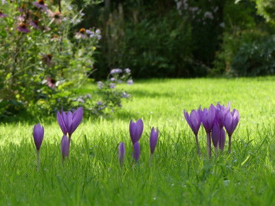 2020-09-04 Colchicum 'Nancy Lindsay' 2.jpg