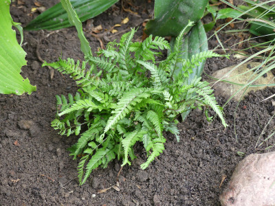 2020-09-02 Farne Athyrium nipponicum 'Apple Court'.jpg