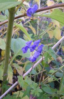 Aconitum_hemsleyanum.jpg