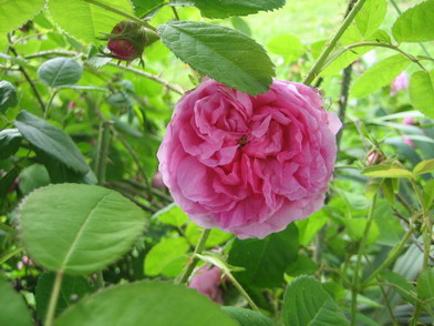 Centifolia_Major_06.2007.jpg