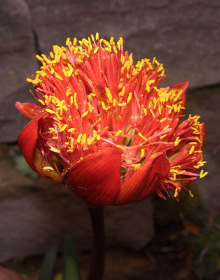 Haemanthus_coccineus1.jpg