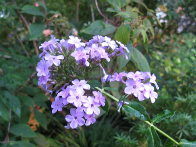 Winzling rosa 2.JPG