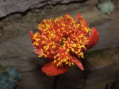 Haemanthus_coccineus2.jpg