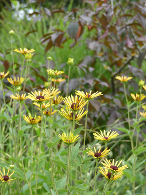 2020-09-03 Rudbeckia subtomentosa 'Henri Eilers'.jpg
