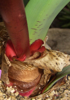 Haemanthus_coccineus_Stengelbasis.jpg