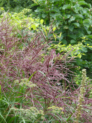 2020-09-05 Miscanthus 'China'.jpg