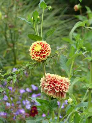 2020-09-05 Gartenimpressionen 1.jpg