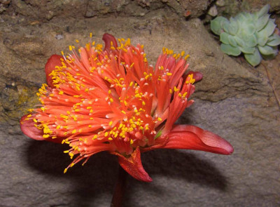 Haemanthus_sanguineus.jpg