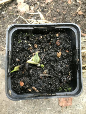 Symplocarpus foetidus.jpg