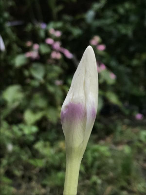 Colchicum 'Harlekijn'.jpg