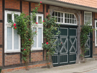 Rosen in Sandboden Richtung Nord-Ost.jpg