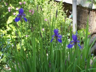 Iris23.jpg