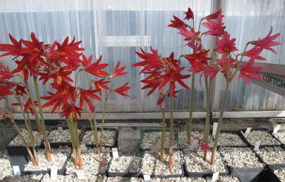 Rhodophiala06.09.2020.jpg