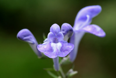Scutellaria-incana-3.jpg