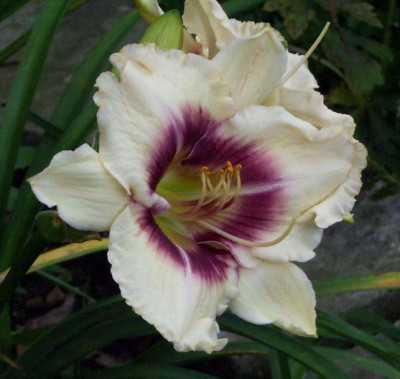 Hem._Cindys_Eye_07.jpg