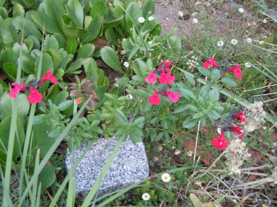 DSCN0045.JPG