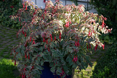 Fuchsie1507.jpg