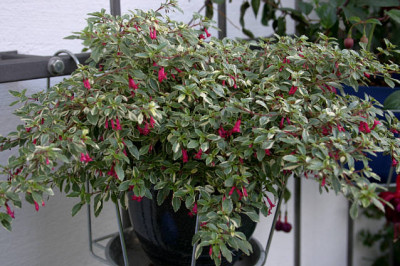 Fuchsie1307.jpg