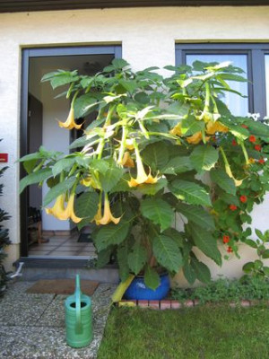 engelstrom0907.jpg