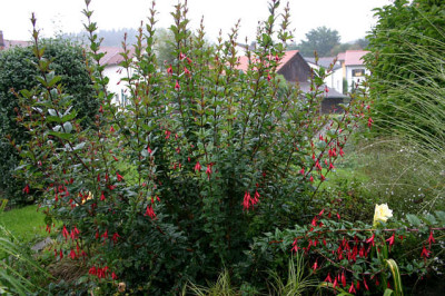 Fuchsie_winterhart1707.jpg