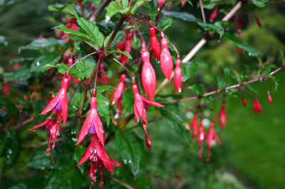 Fuchsie_winterhart1307.jpg