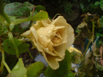 honey_dijon_sept_07_1.JPG