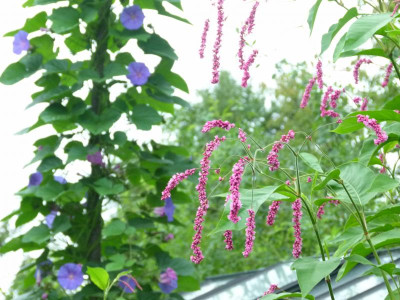 P1180583.JPG