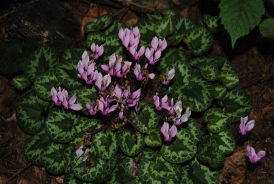 DSC_1234.JPG