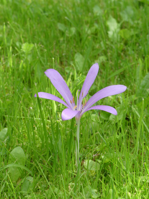 2020-09-06 Colchicum 2.jpg