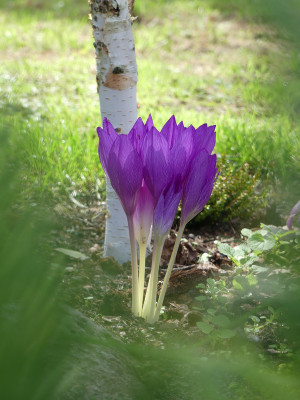 2020-09-06 Colchicum 'Apollo' 2.jpg