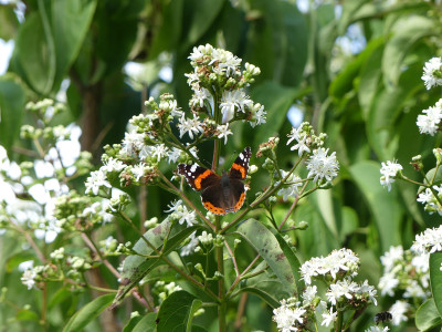 2020-09-06 Heptacocium miconioides.jpg