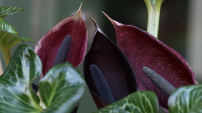 SCHWARZE MANDEL-169.jpg