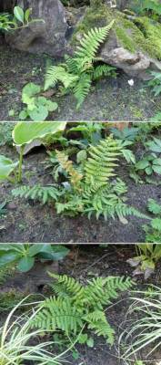 2020-09-06 Farne Dryopteris 'Jurassic Gold' 4.jpg