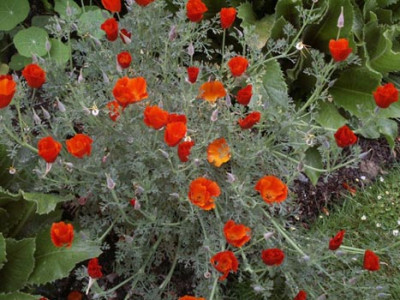 Escholtzia.jpg