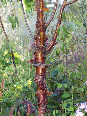 2020-09-07 Prunus serrula 1.jpg