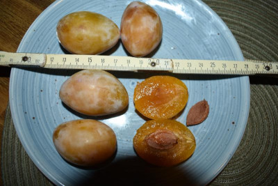 gelbe Zwetsche Kraichgau 004.JPG