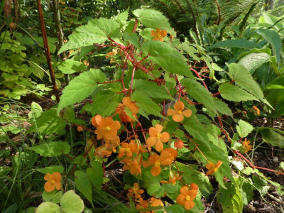 Begonia sutherlandii 200907 k.jpg