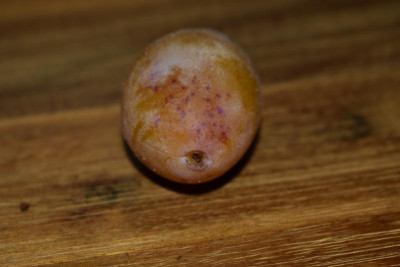 gelbe zwetsche kraichgau 006.JPG