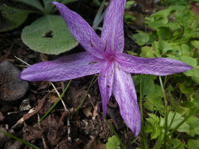 Colchicum x aggrippinum 200906 k.jpg