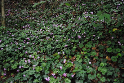 DSC_1226.JPG