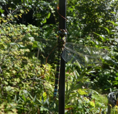 Libelle 200907 k.jpg