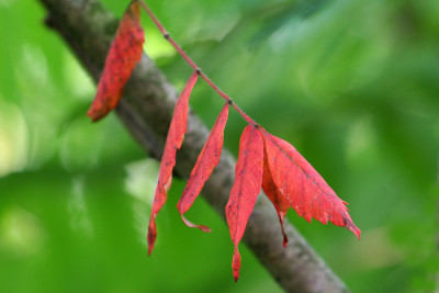 Essigbaum-gefarbt.jpg