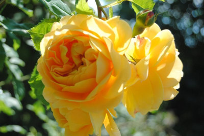 DSC_0923.JPG