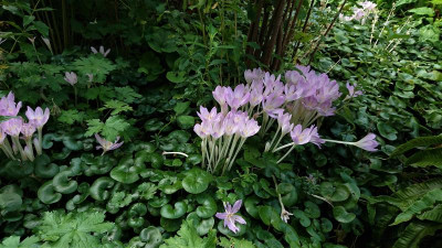 Colchicum in Haselwurz.JPG