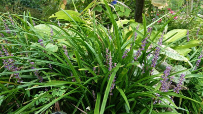 Muscari.JPG