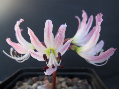 Brunsvigia-radula2.jpg